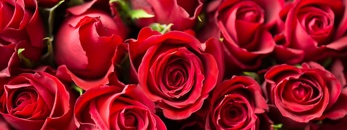 RED ROSES FOR YOU ...